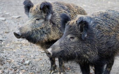 Afrikanische Schweinepest (ASP) – Ausweitung einer erhöhten Aufwandsentschädigung für das Erlegen von Schwarzwild