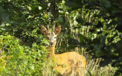 Wildverbissuntersuchungen