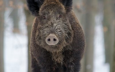 3. WaffG-Änderung; MS zur Verwendung von Nachtsichttechnik zur Jagd