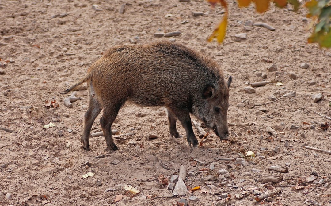 Die Schweinepest & Wildschweine