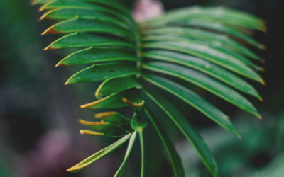 Waldnachwuchs im Blick – Es geht um Wälder der Zukunft – Kaniber gibt Startschuss für landesweite Erhebung