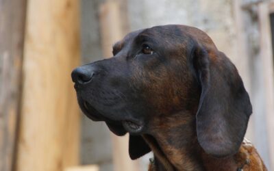 Hunde Por­t­rait: Hannoverscher Schweißhund