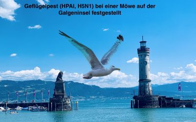 Geflügelpest (HPAI, H5N1) bei einer Möwe auf der Galgeninsel in Lindau festgestellt
