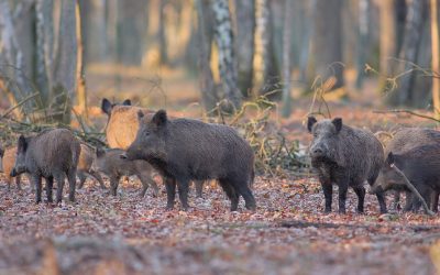 Afrikanische Schweinepest (ASP) – Freiwillige Aufwandsentschädigung für das Erlegen von Wildschweinen – Fortführung für das Jagdjahr 2022/2023